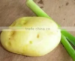 Potato
