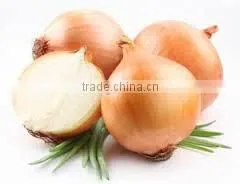 Pearl Onion photo-3