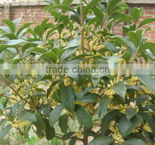 New Crop Sweet-Scented Osmanthus Fragrans Flower Tree Seeds For Planting photo-6
