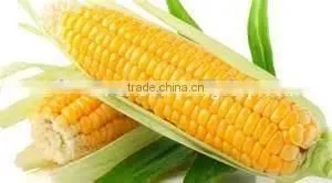 Corn / Yellow Corn / Maize / Yellow Maize Suppliers