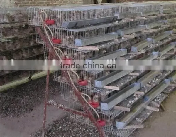 Galvanized A Type Layer Quail Cages for Sale in Kenya Farm photo-5