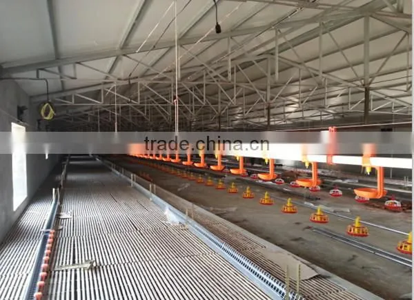 Modern Breeder Chicken Environment Control House photo-5