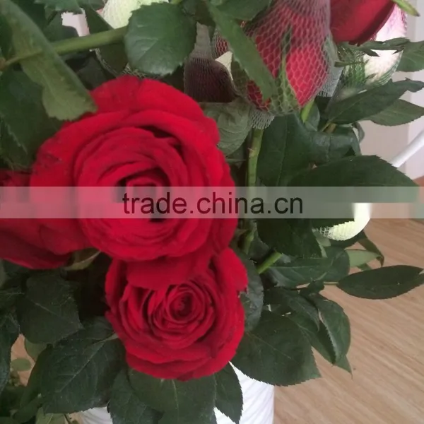 Natural Fresh Flower Fresh Rose From Kunming photo-2