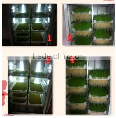 Automatidc Hydroponic Seeds Sprout Fodder Growing Machine photo-5