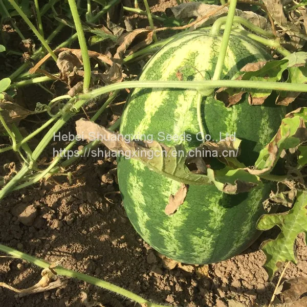 Cery Chinese Crimson Oval Watermelon Seed photo-3