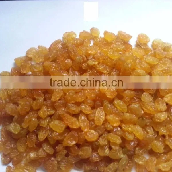 High Quality Golden Yellow Raisin From India photo-3