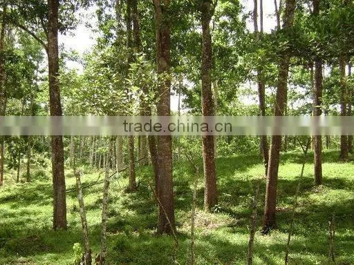 Vietnamese High Quality Cover Film Faced Plywood for Construction, Decorating photo-2