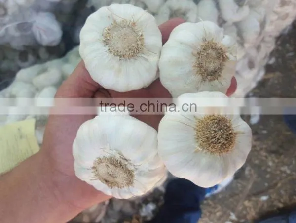 Supplier Garlic White Garlic photo-2