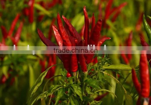 Whole Dry Red Chilli photo-2