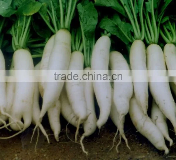 High Germination Seed of Raphanus Sativus photo-3