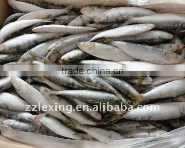 Frozen Sardine photo-2