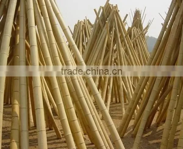 Vineyard Pole ,bamboo Poles Wholesale photo-2