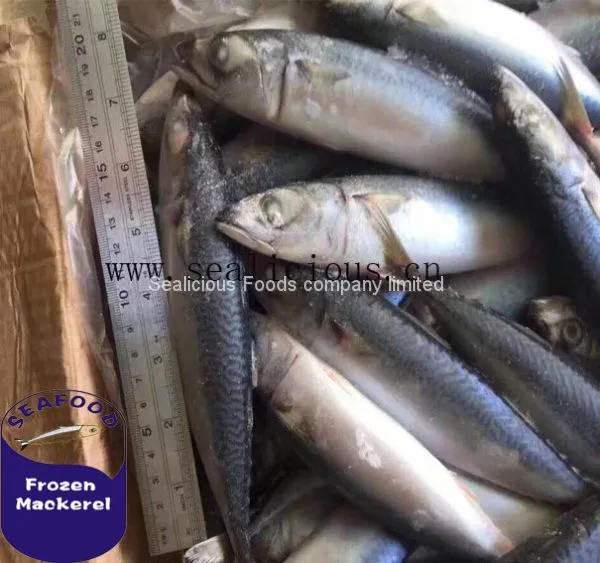 Frozen Mackerel Frozen Seafood for Sale