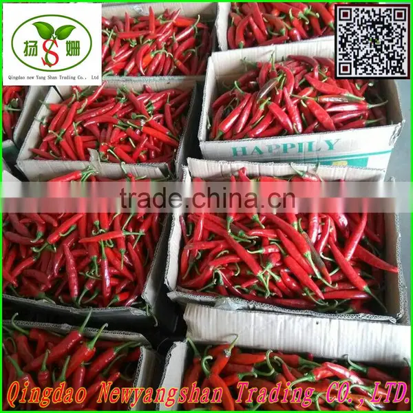 Not the Best;Only Better!Pure White Garlic/white Garlic Exports photo-4