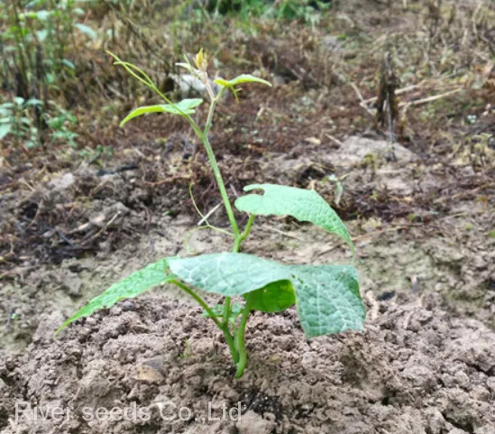 50pcs Hybrid f1 Monkfruit or Luohan Guo Monk Fruit Seeds Siraitia Grosvenorii Seed for Planting photo-3