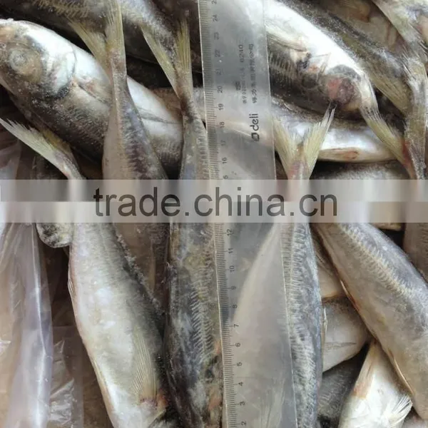 14cm 16cm 18cm 20cm Trachurus Horse Mackerel photo-2