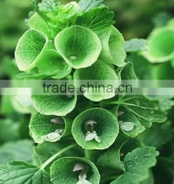Shell Flower , Molucella, Flower Seeds , Herb Seed,vegetalbe Seed,fruit Seed,grass Seed