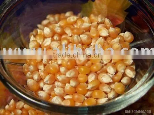 Feed Corn