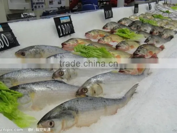 Small Occupation Area Flake Ice Making Supplier For Sale photo-5