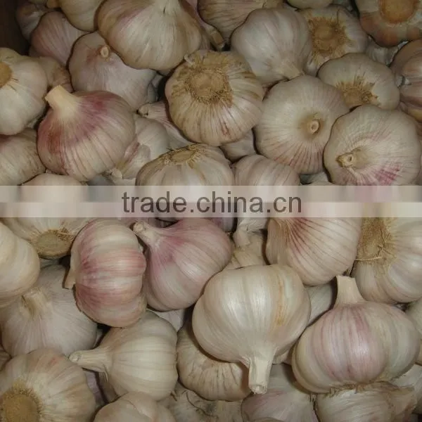 Pretty Red Galic New Crop 5.5cm photo-4
