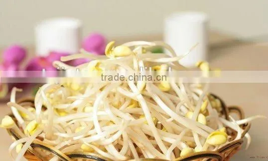 Automatic Bean Sprout Machine photo-2