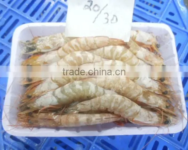 Sea Shrimps Penaeus Indicus photo-3