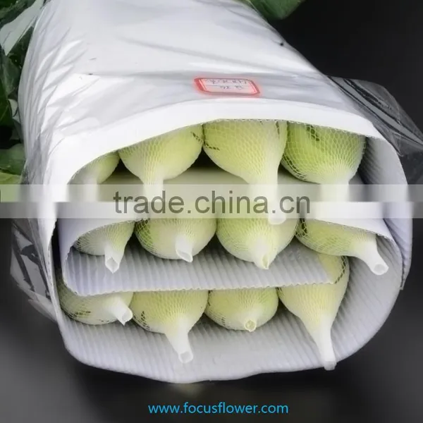 Export Fresh Cut Roses Flowers Tineke Rose Flower From Kunming photo-4