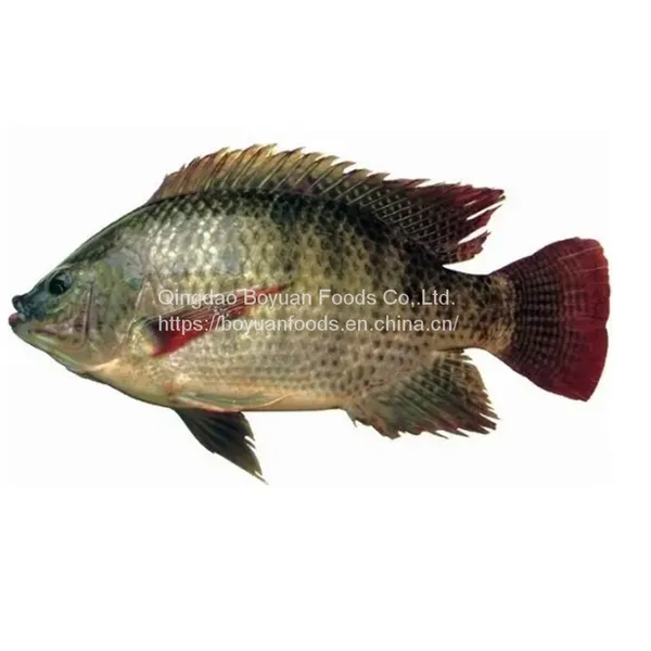 Tilapia
