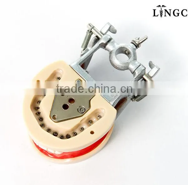 Hot Sell Dental Teeth And Jaw Models photo-4