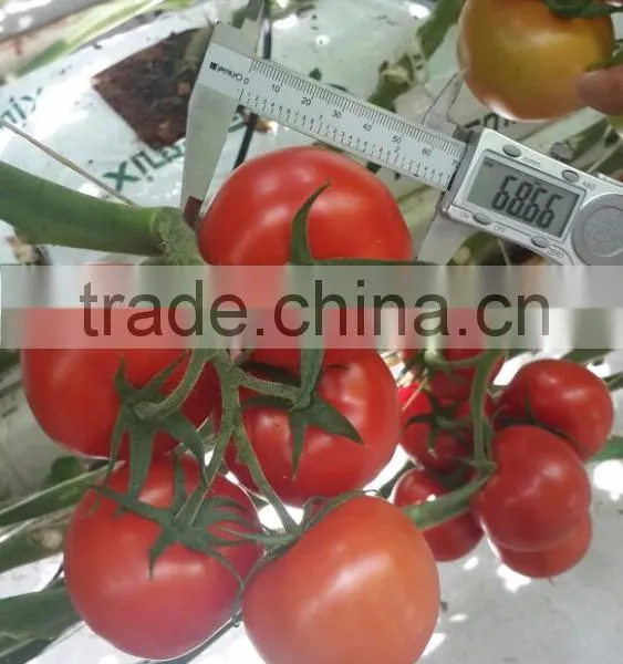 Red Tomato photo-3