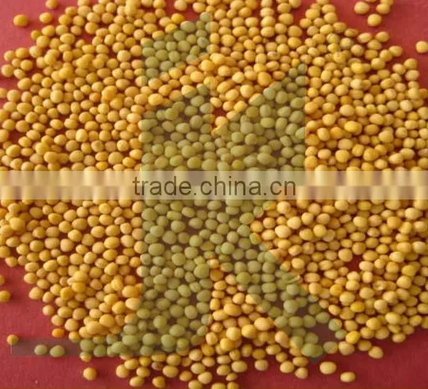 MUSTARD SEED YELOOW