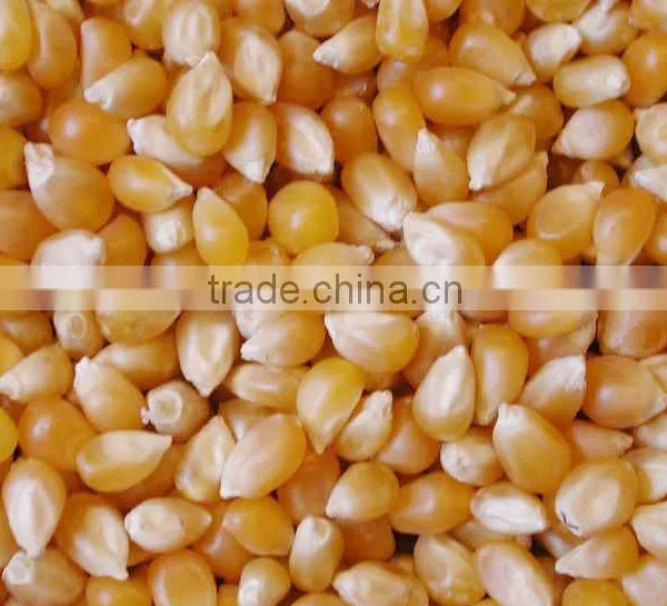 Yellow Corn Available....