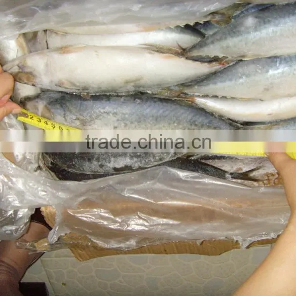 FROZEN MACKEREL FISH IN HIGH QUALITY FOR SALE photo-2
