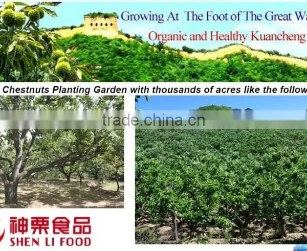2016 New Crop Sweet Fresh Chinese Chestnut for Sale photo-4