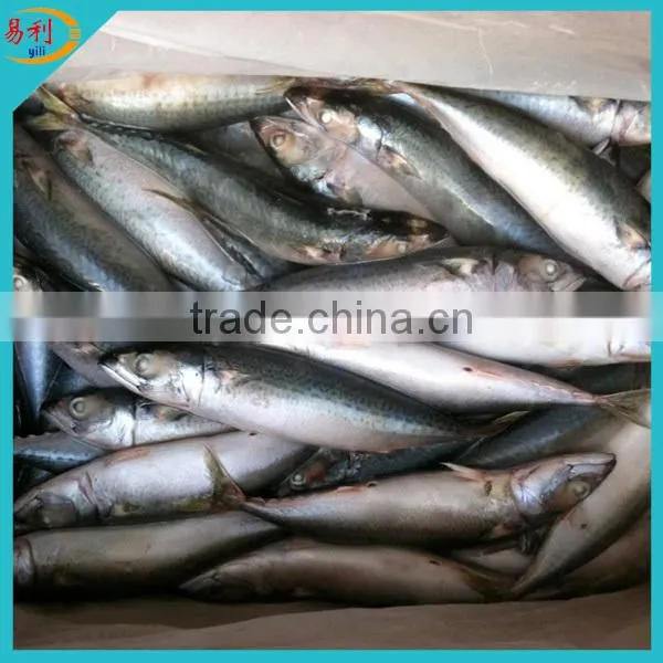 Cheap Frozen Seafood Fish Frozen Mackerel