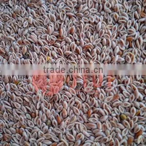 Psyllium Seed