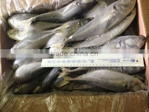 Frozen Horse Mackerel 18cm From China photo-2