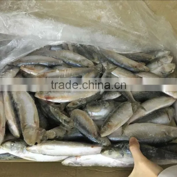 Frozen Sardine Fish photo-3