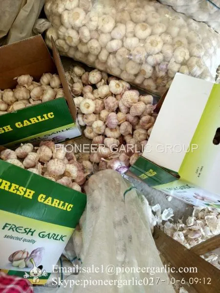 5-5.5cm Fresh Normal White Garlic In 5kg Carton Box Packing