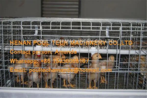 Kuwait Poultry Farm Equipment Automatic Day Old Chicken Cage With Automatic Drinking & Feeding System photo-3