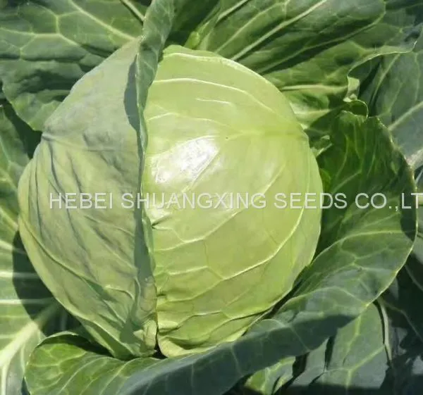 Chinese Green Round Hybrid Cabbage Seeds for Planting