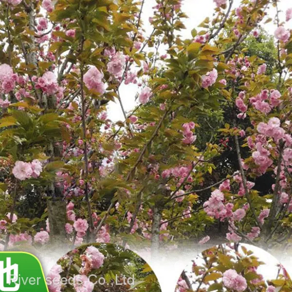 Wholesale Landscape Ripe Hybrid New Cherry Seeds Tree Planting Cherry Blossom Seeds for Sale photo-2