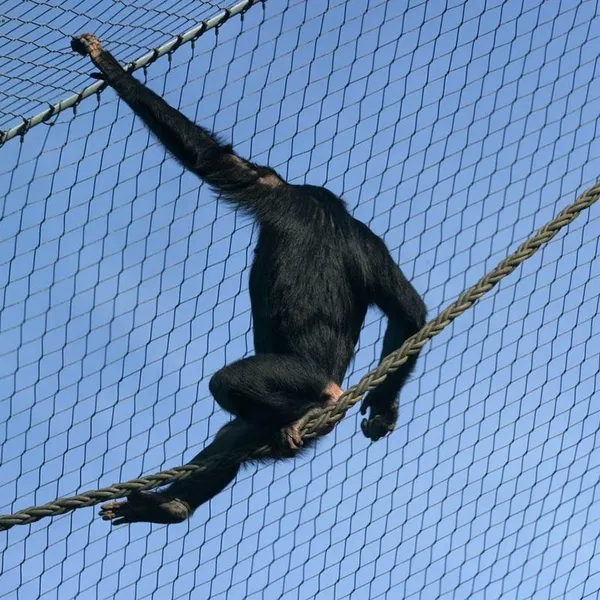 304, 316, 316L Stainless Steel Wire Rope Mesh, Suitable for Zoo Birds/parrots/tigers photo-1