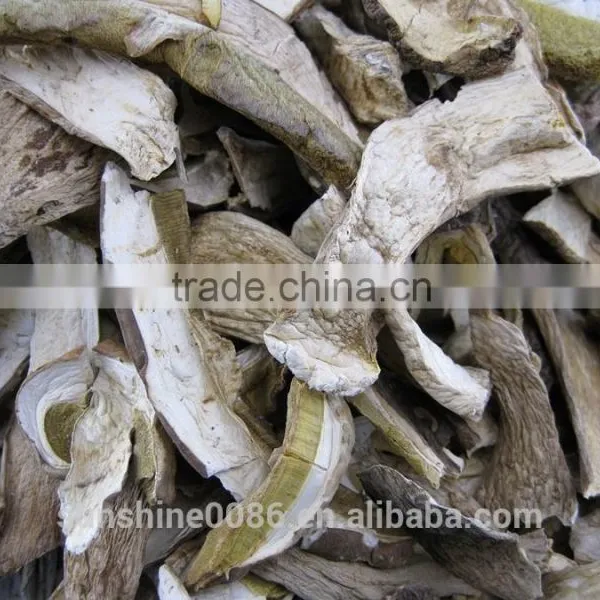 Wild Porcini & Fungus Boletus ,bolete Mushroom photo-2