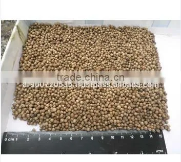 High Quality Delicious Healthy Coriander Seeds