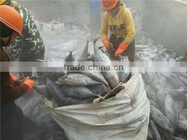 Frozen Skipjack Tuna Whole Round, Skipjack Tuna 1.8kgs up photo-4