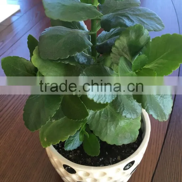 PRILLED UREA photo-2