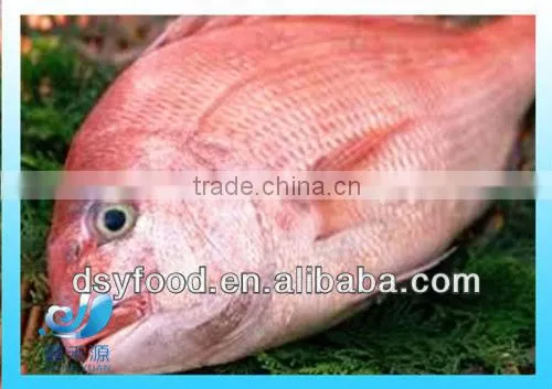 Supply New Catching Fresh Whole Seabream Fish photo-4