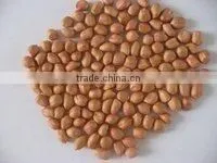 Groundnut DALL0000062