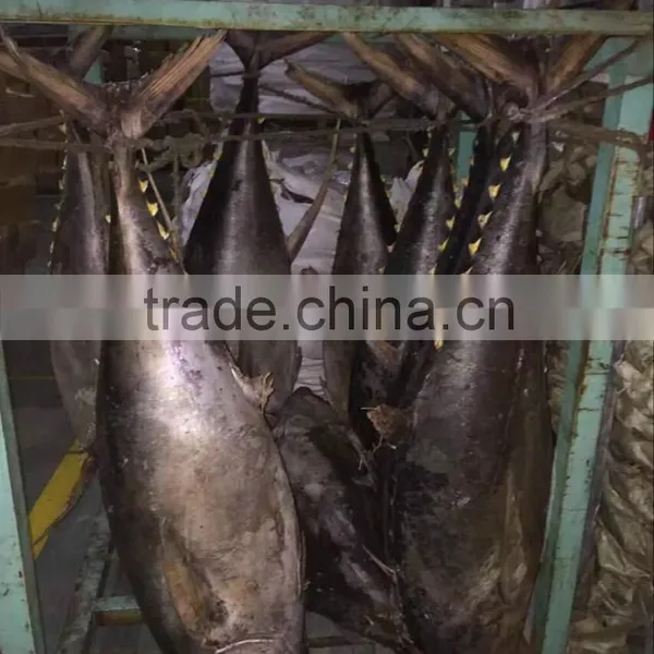 Seafood Frozen Yellowfin Tuna Whole Round